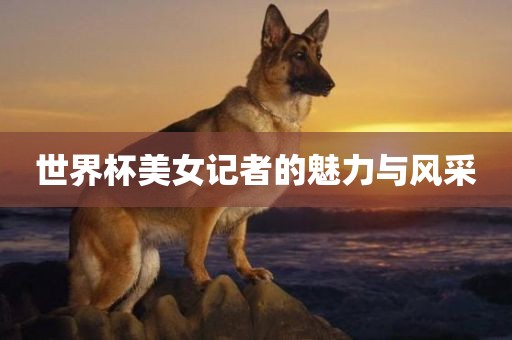 世界杯美女记金炬实业股份有限公司者的魅力与风采