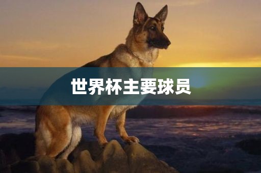 世界杯主要球员